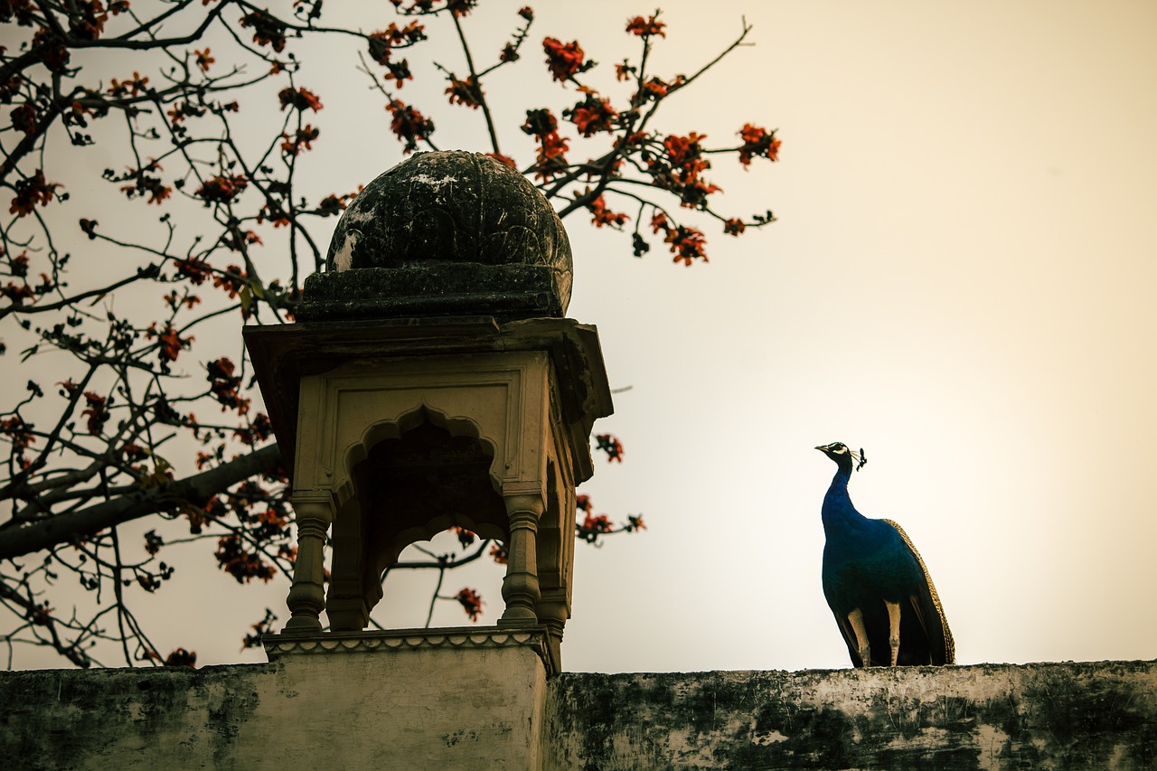 peacock bird nature free photo