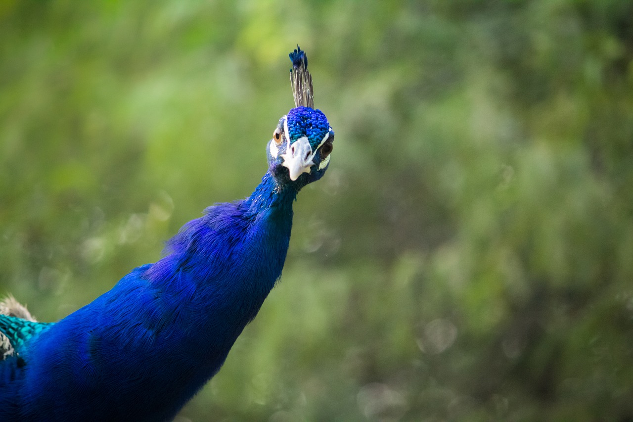 peacock nationalpark pose free photo