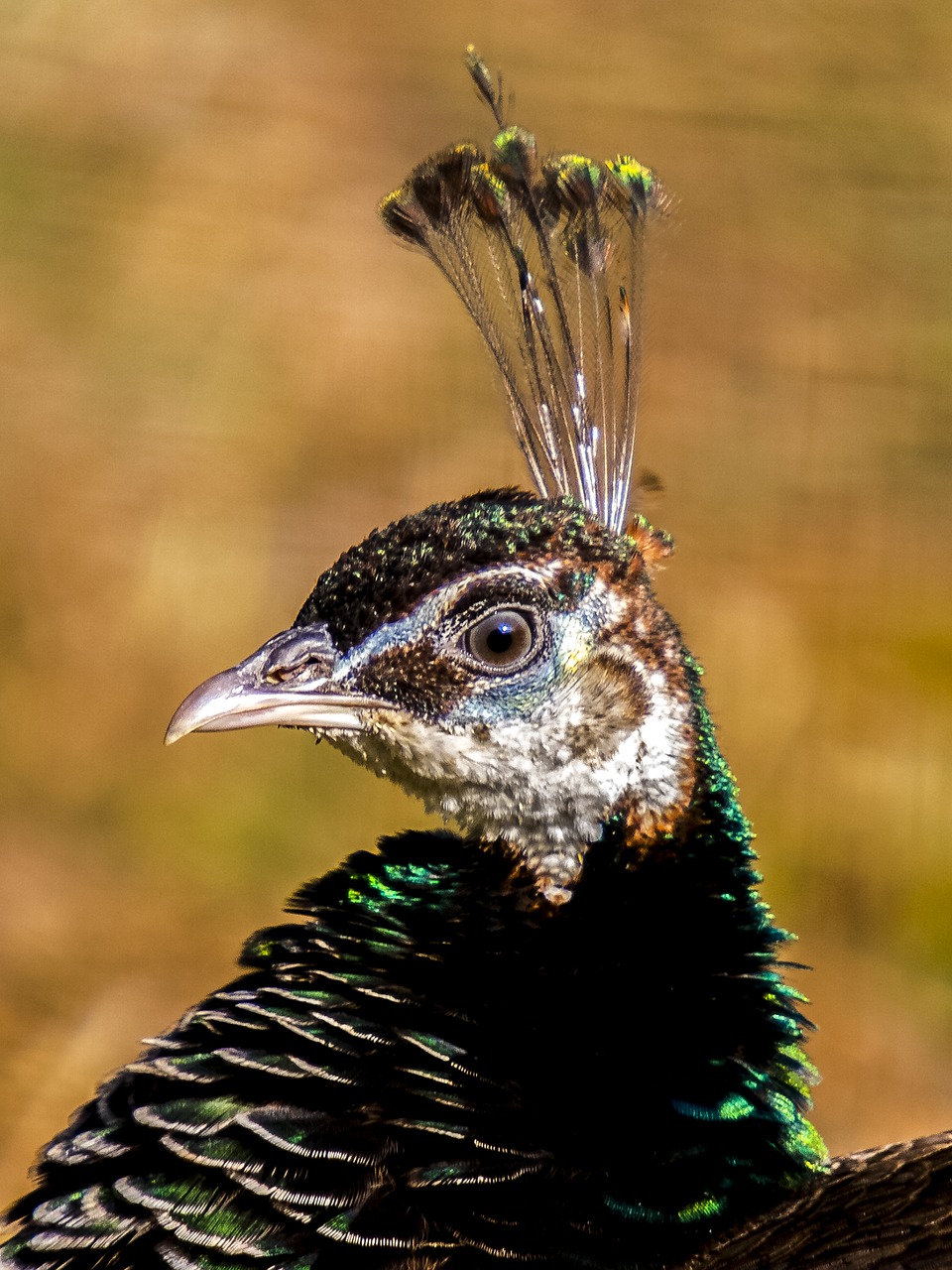 peacock bird flightless bird free photo