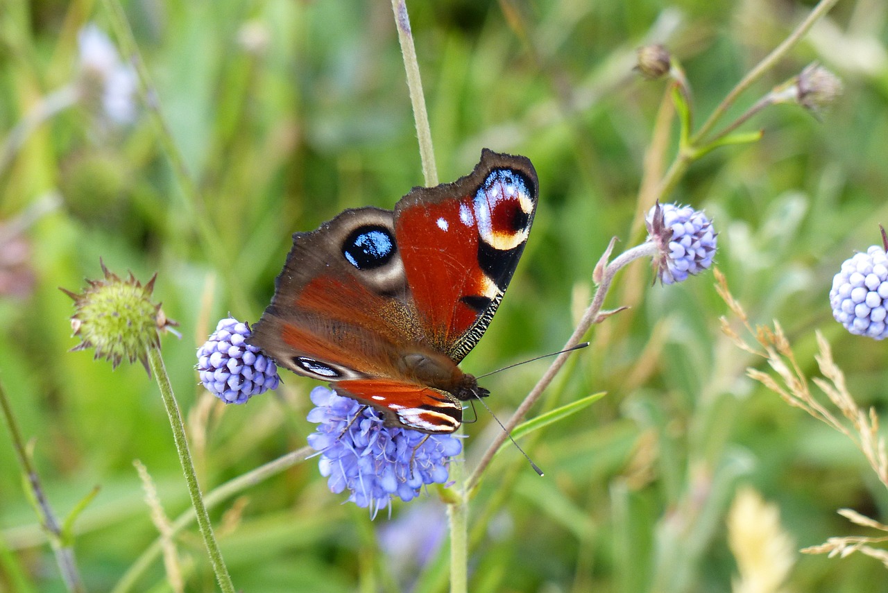 peacock butterfly animal free photo