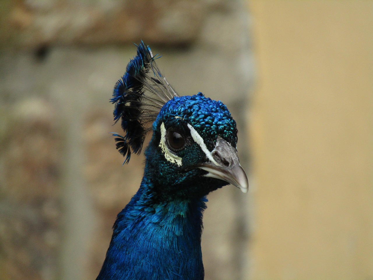 peacock zoo bird free photo