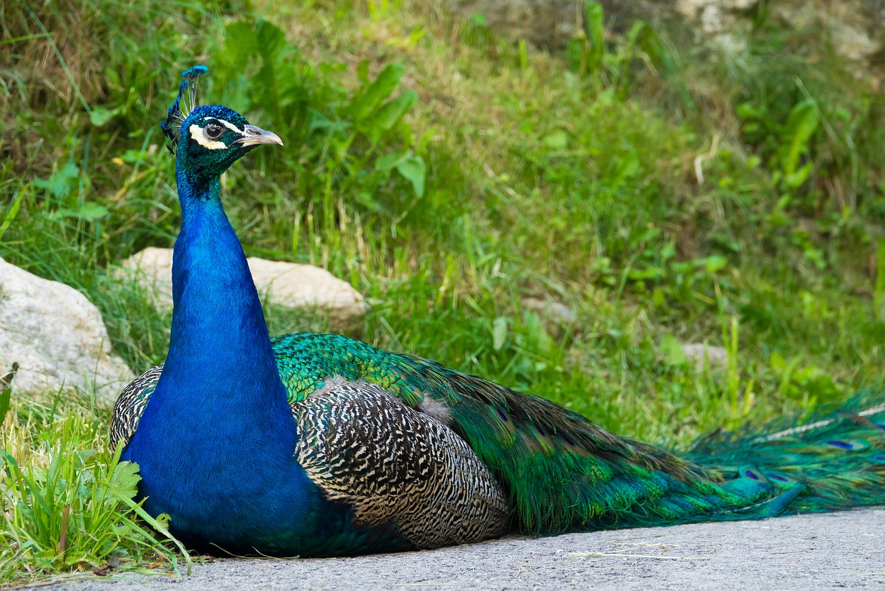 peacock colorful spring dress free photo