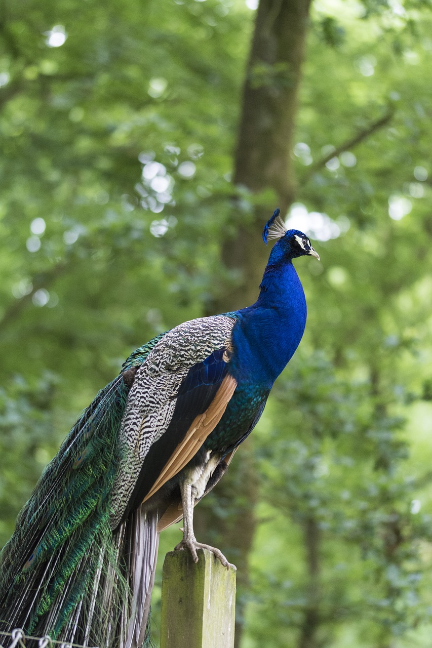 peacock bird blue free photo