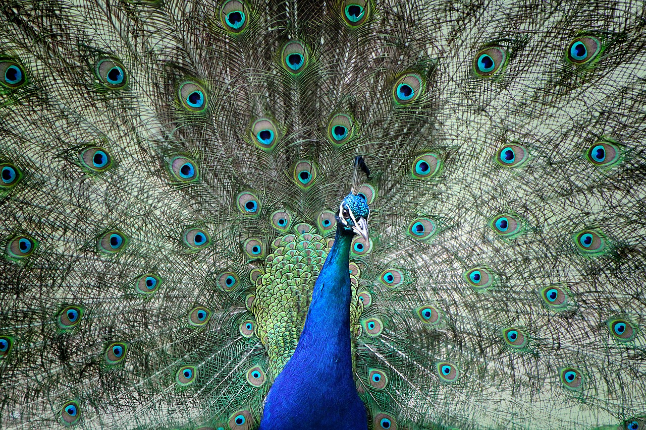 peacock beat rad colorful free photo