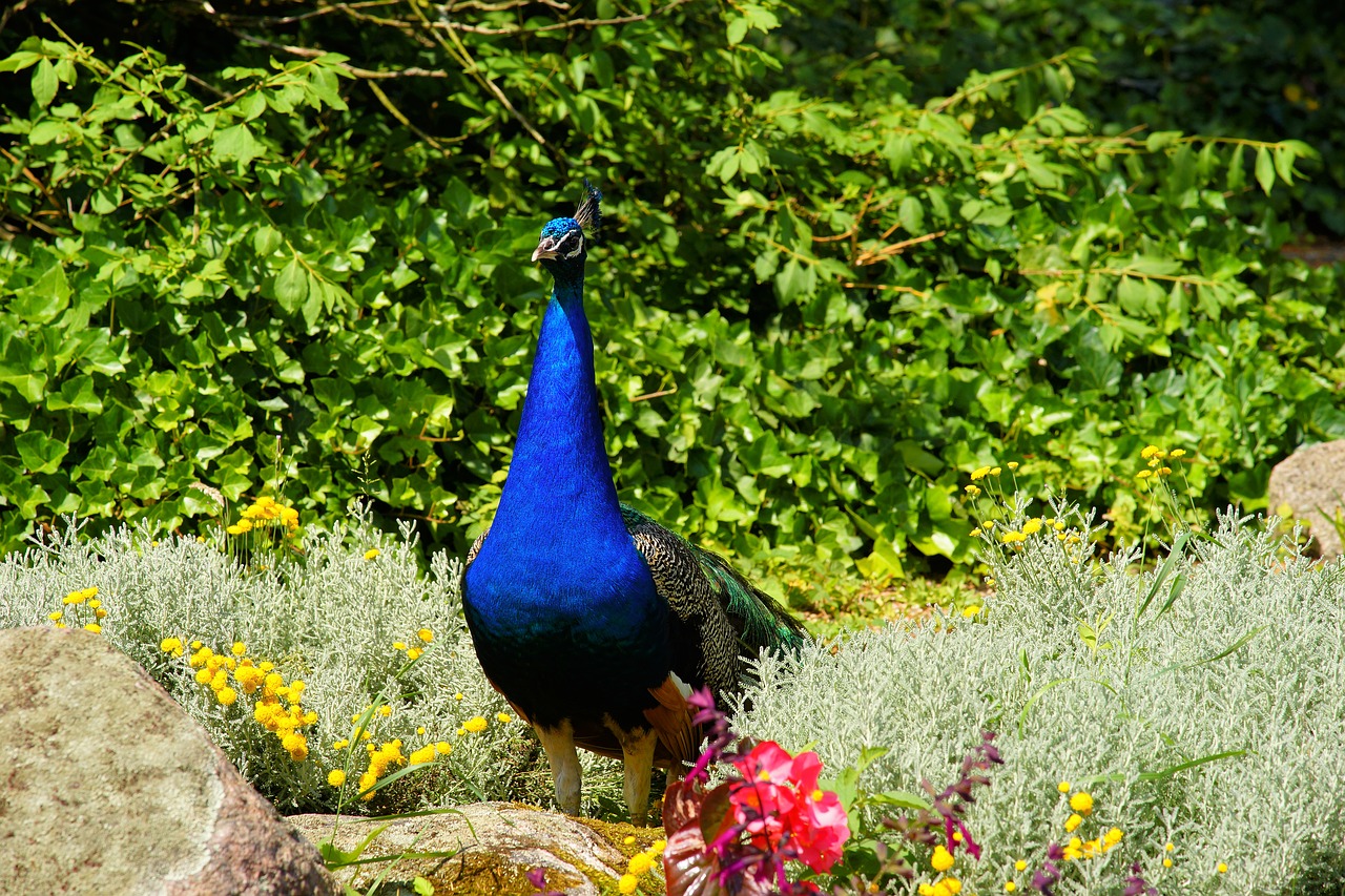 peacock bird plumage free photo