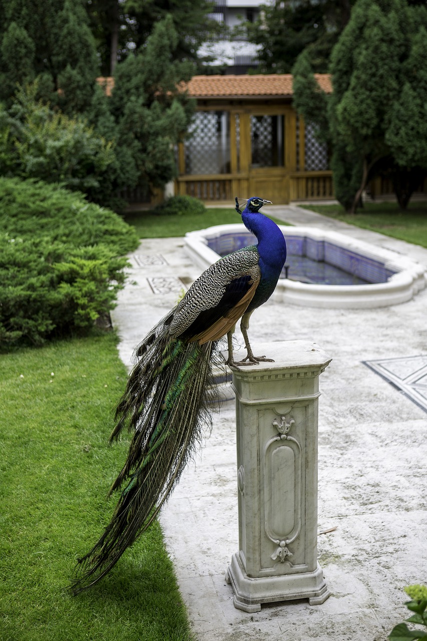peacock marble pedestal garden free photo
