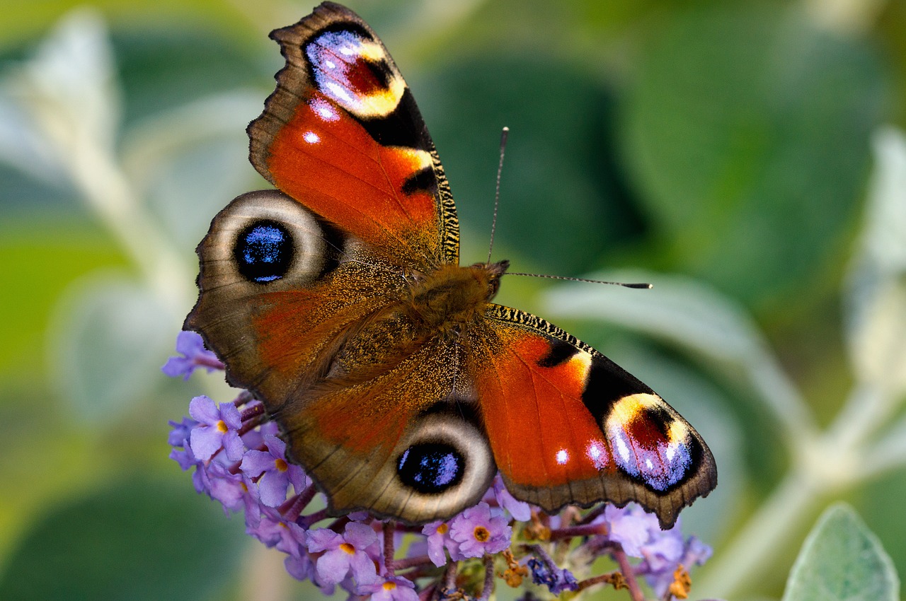 peacock butterfly edelfalter free photo