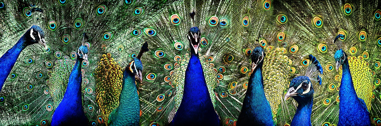 peacock pride bird free photo