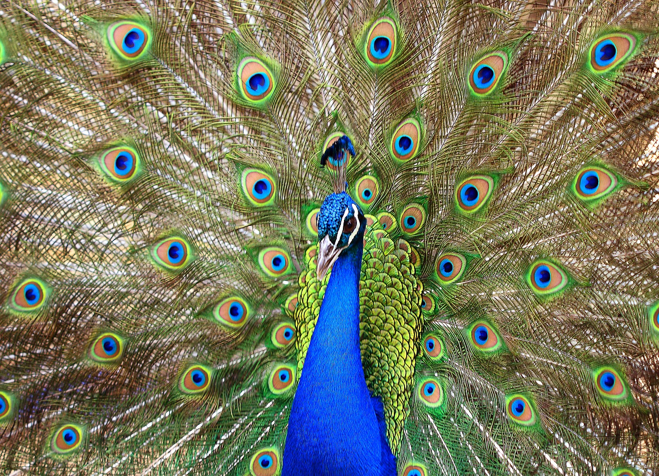 peacock lisbon portugal free photo