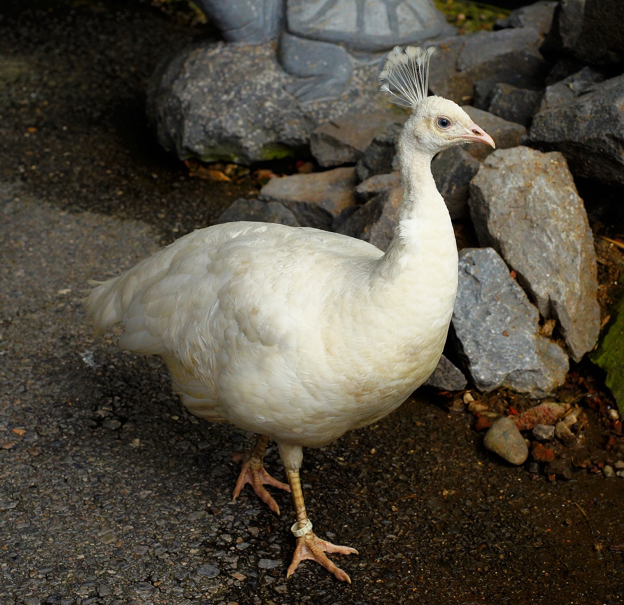 peacock white feather free photo