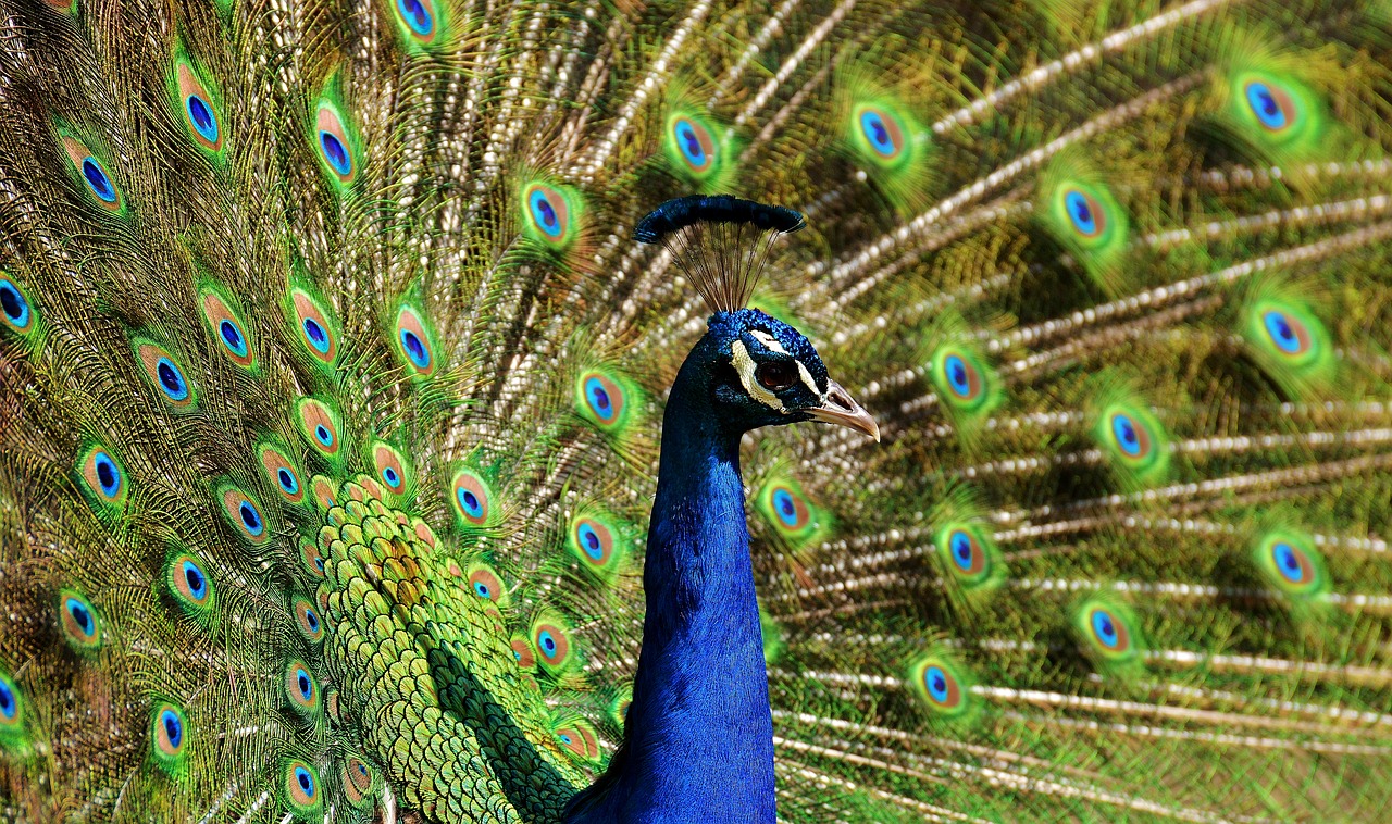 peacock bird colorful free photo