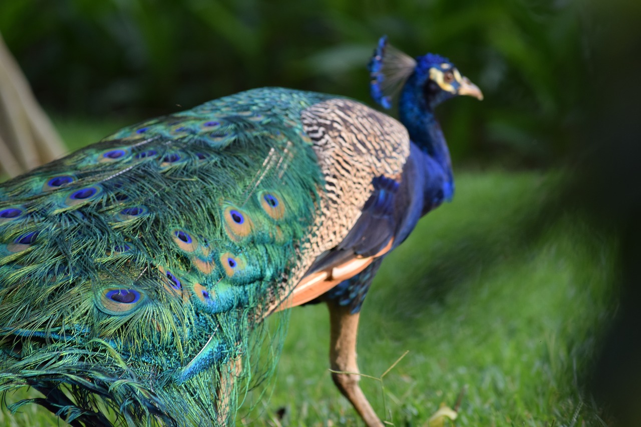 peacock guatemala blue free photo