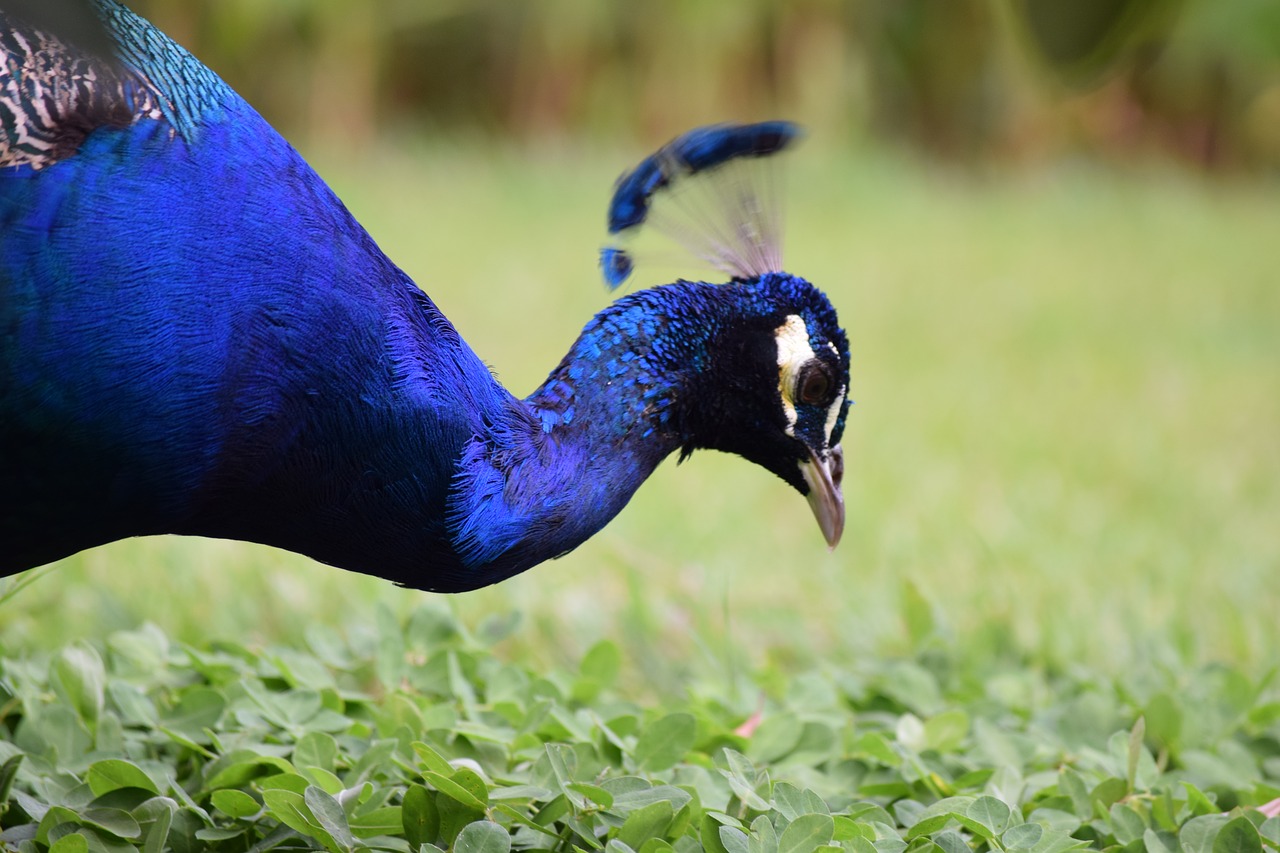 peacock guatemala blue free photo