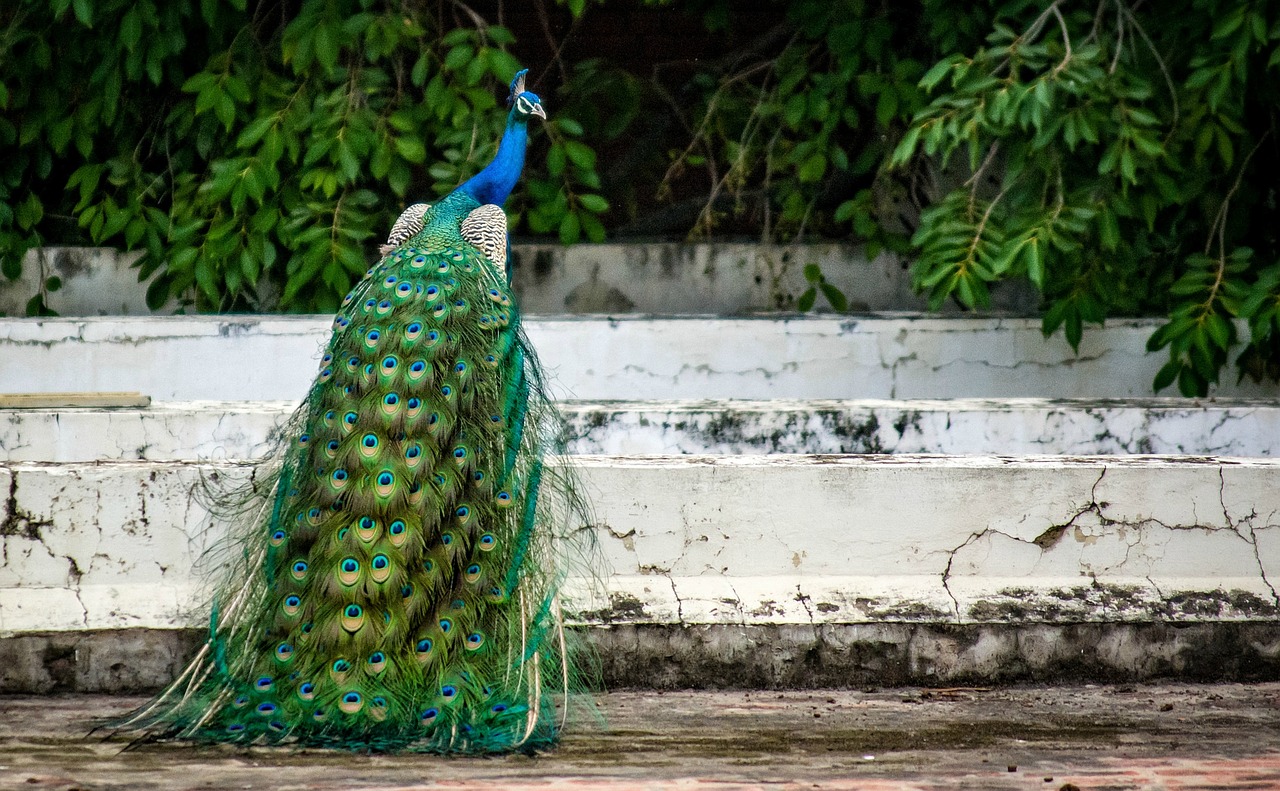 peacock bird plumage free photo