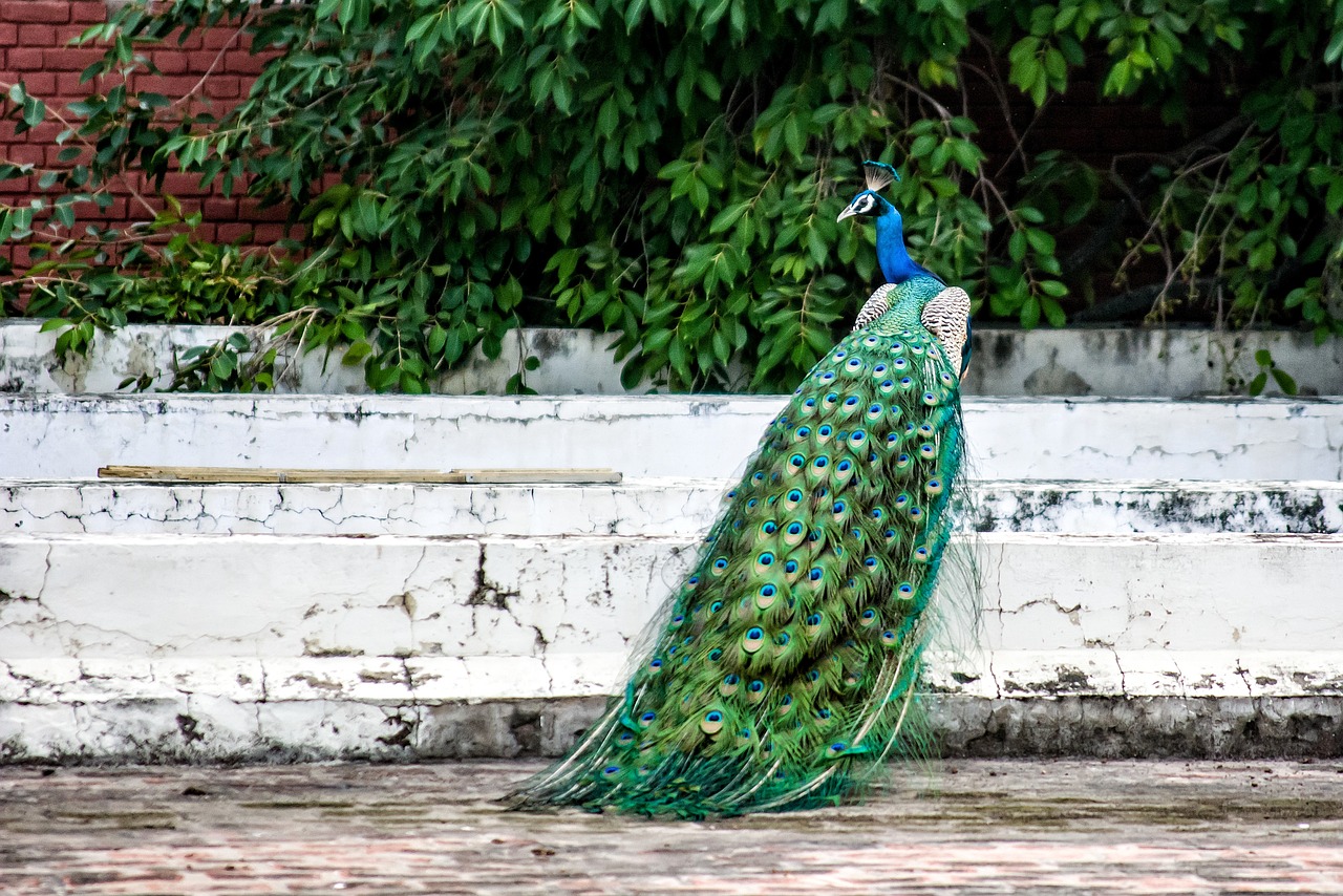 peacock bird plumage free photo