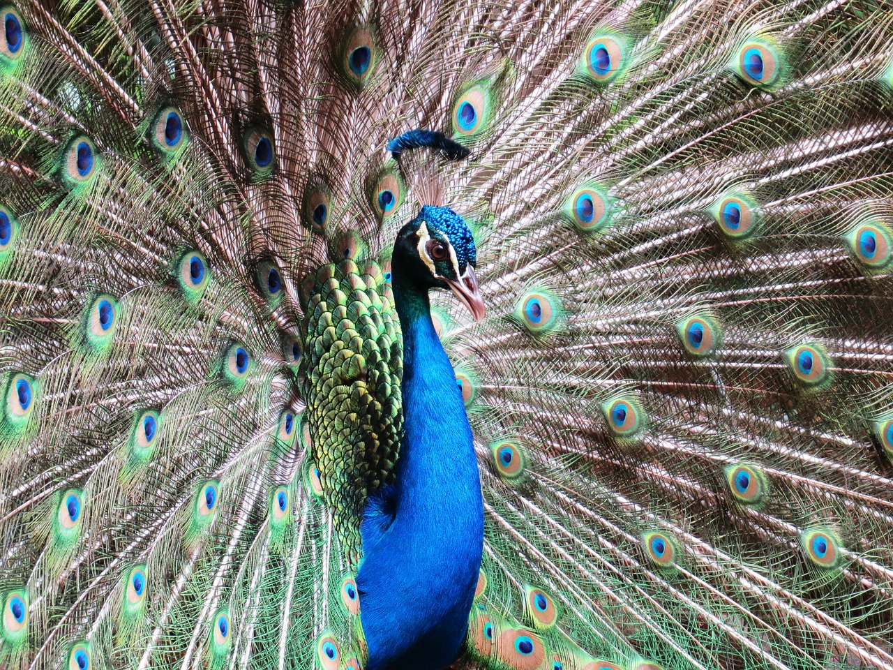 peacock bird ornamental free photo