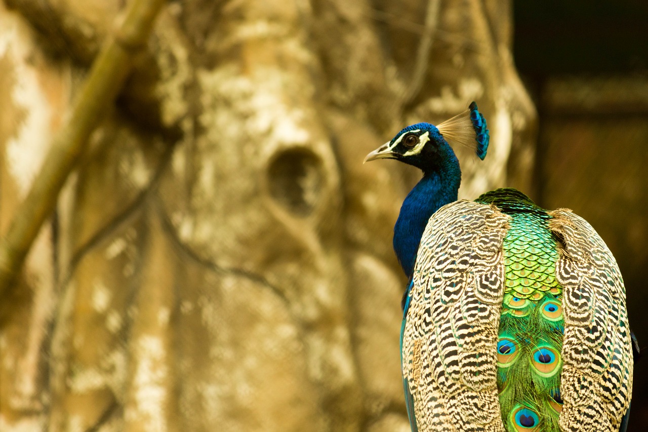 peacock zoo bird free photo