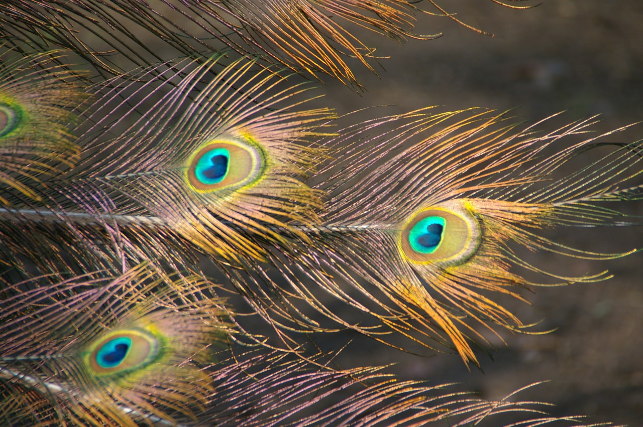 peacock feather close free photo