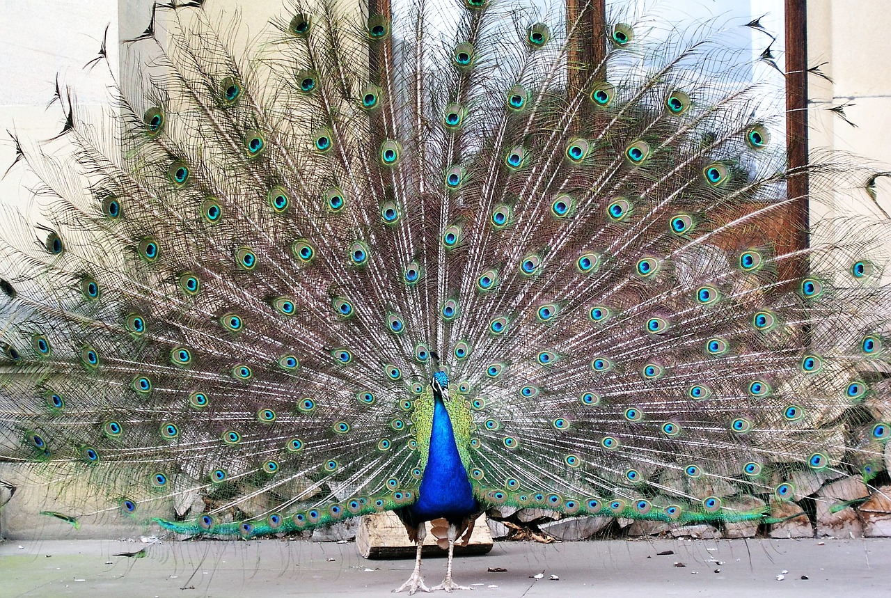 peacock bird tail feathers free photo
