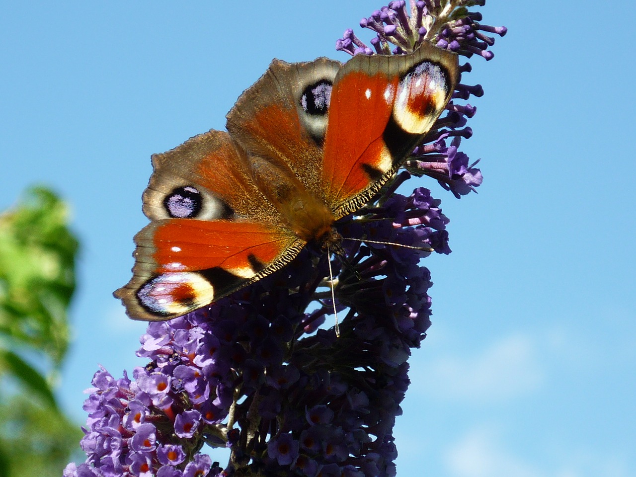 peacock nature butterfly free photo