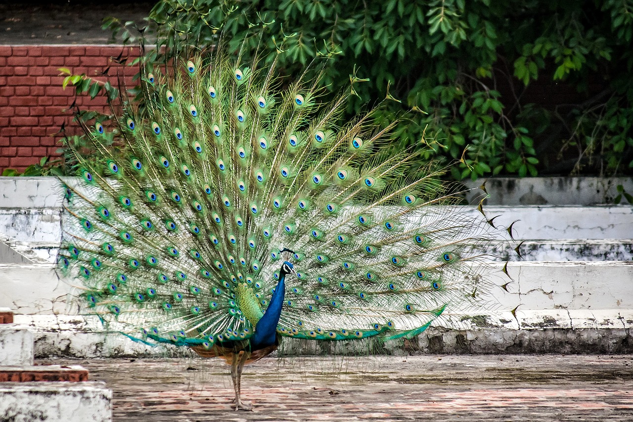 peacock bird plumage free photo