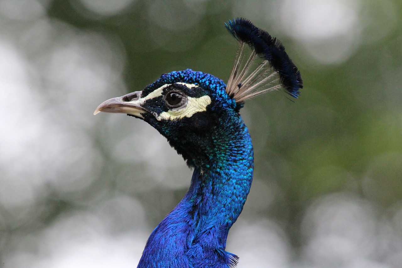 peacock peacock head feather free photo