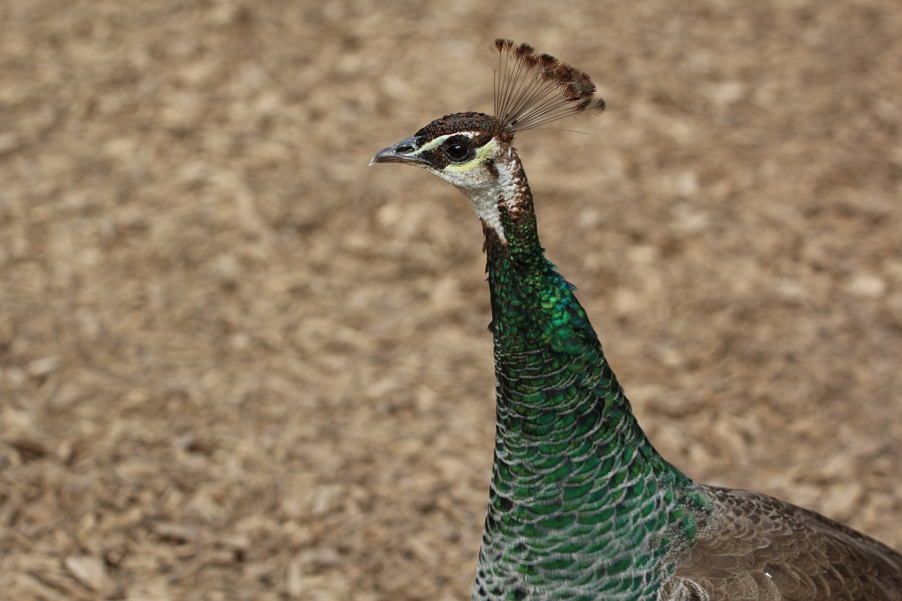 peacock female bird free photo