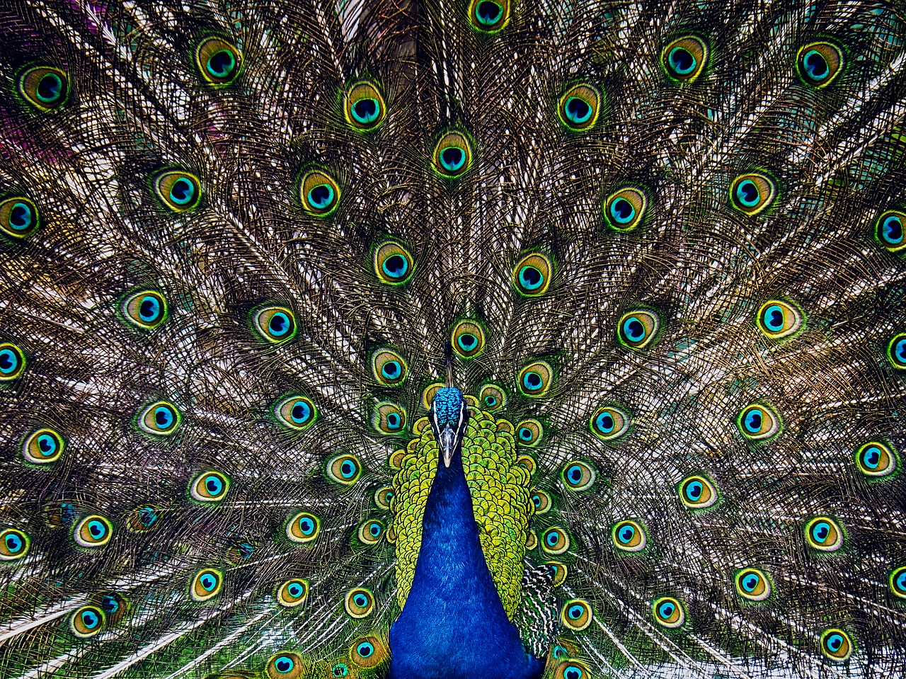 peacock animals ave free photo