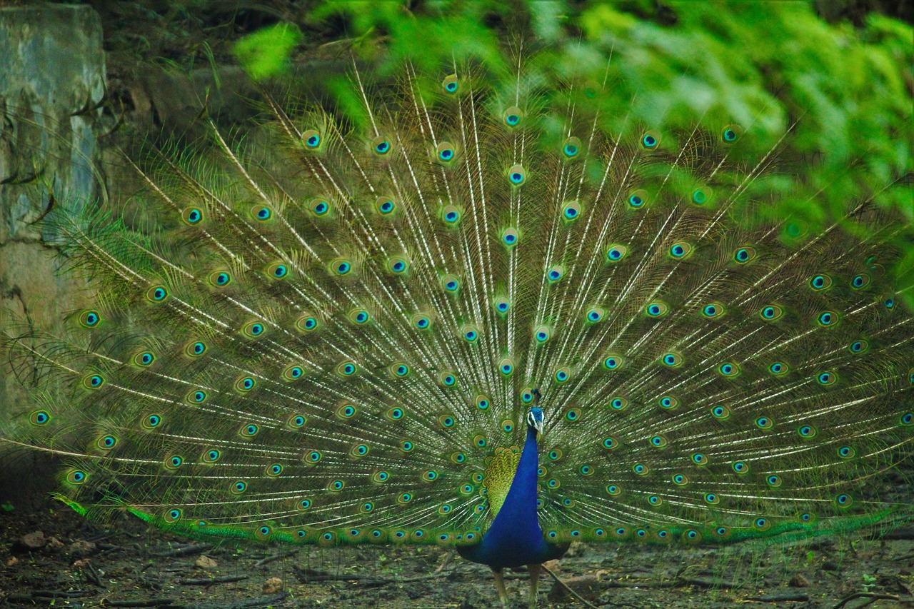 peacock rain peacock dancing free photo