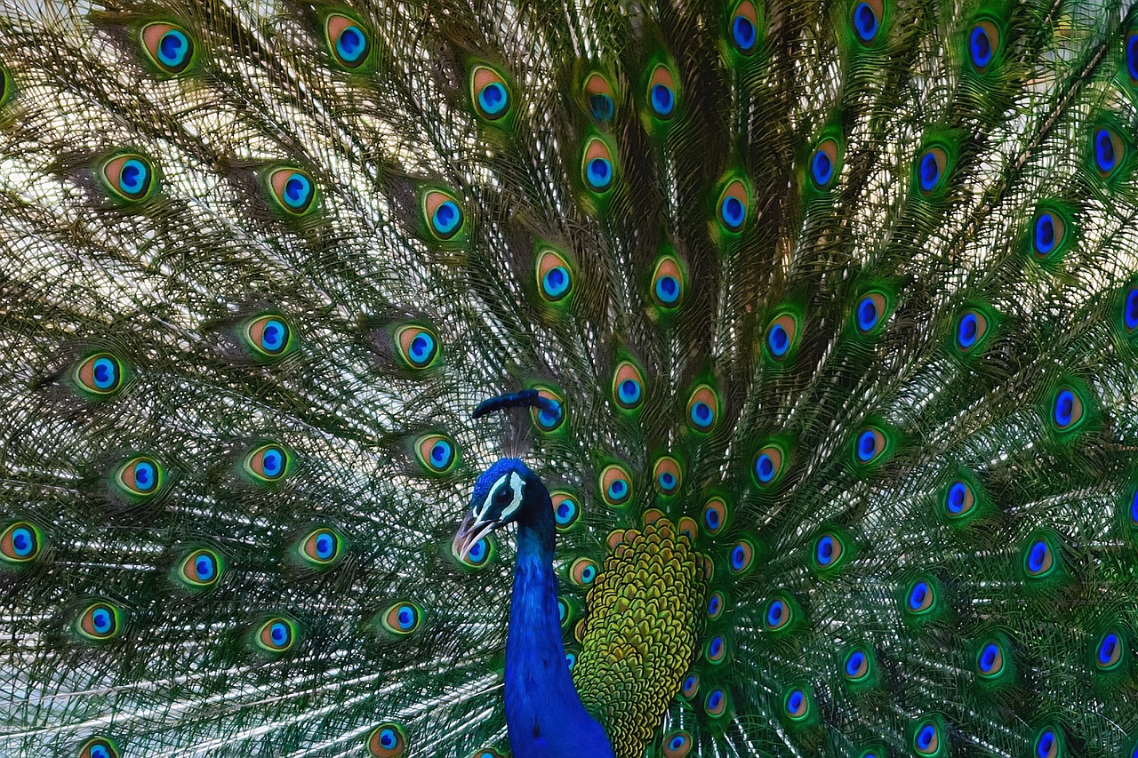 peacock bird animal free photo