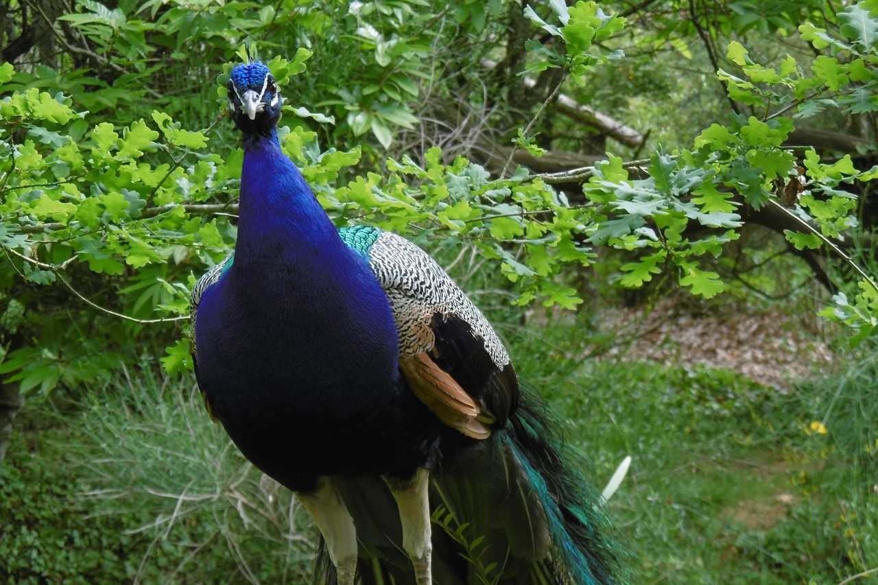 peacock animal bird free photo