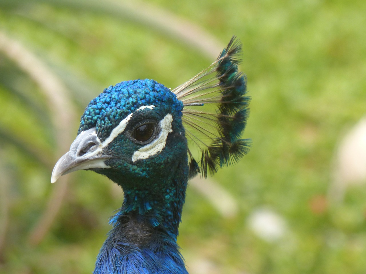 peacock head bird free photo