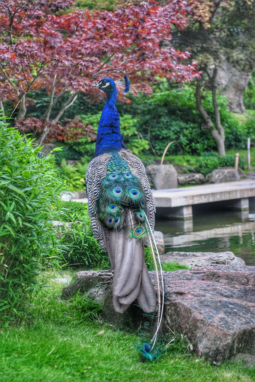 peacock garden green free photo