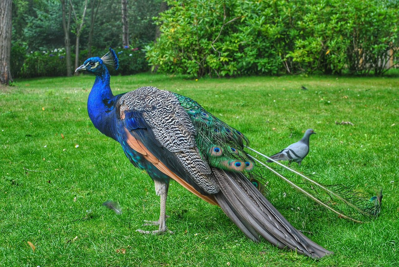 peacock bird garden free photo