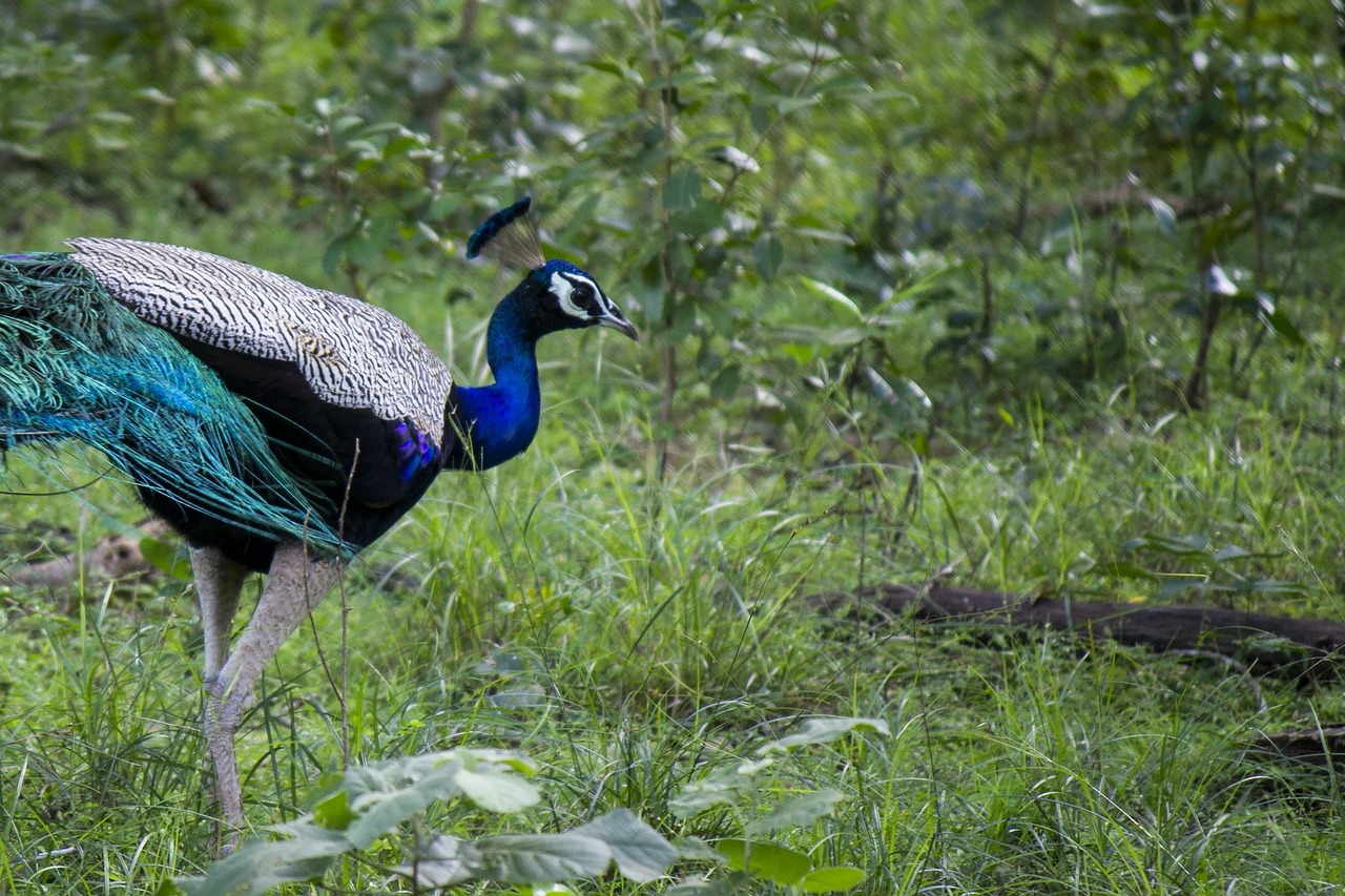 peacock bird peafowl free photo