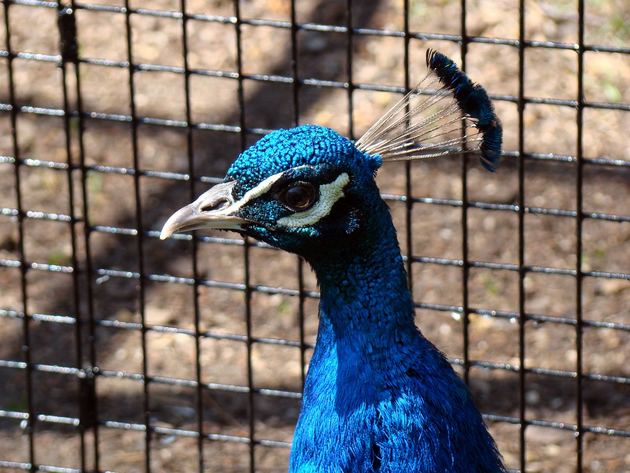 peacock bird zoo free photo