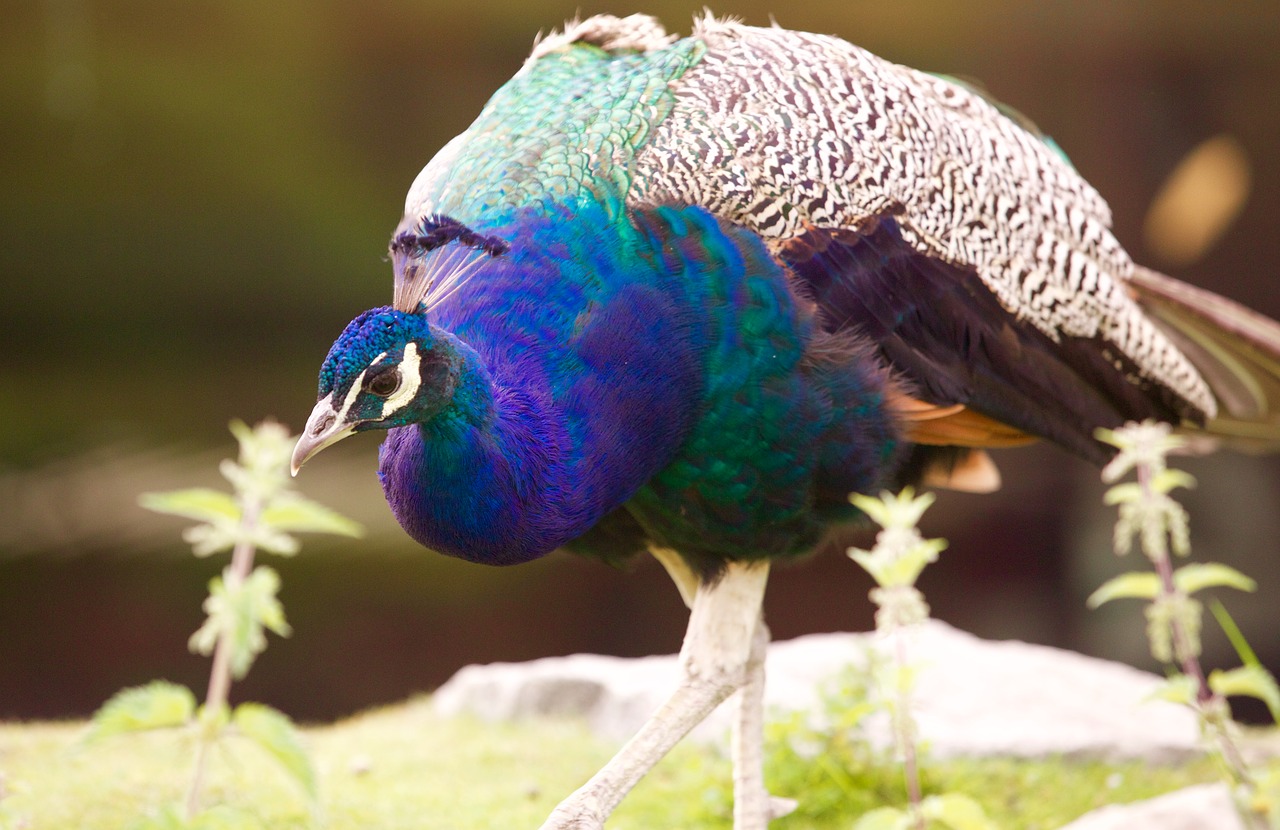 peacock pen bird free photo