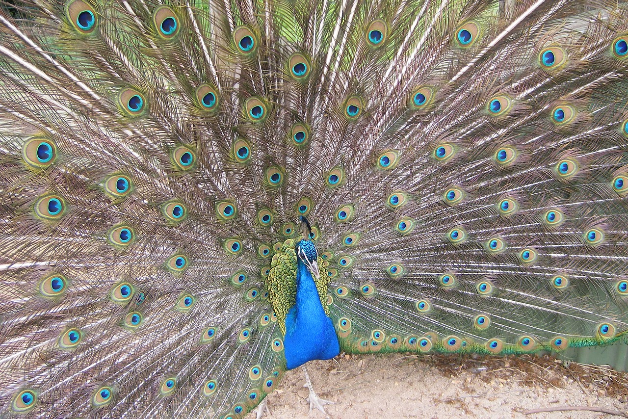 peacock wheel male free photo