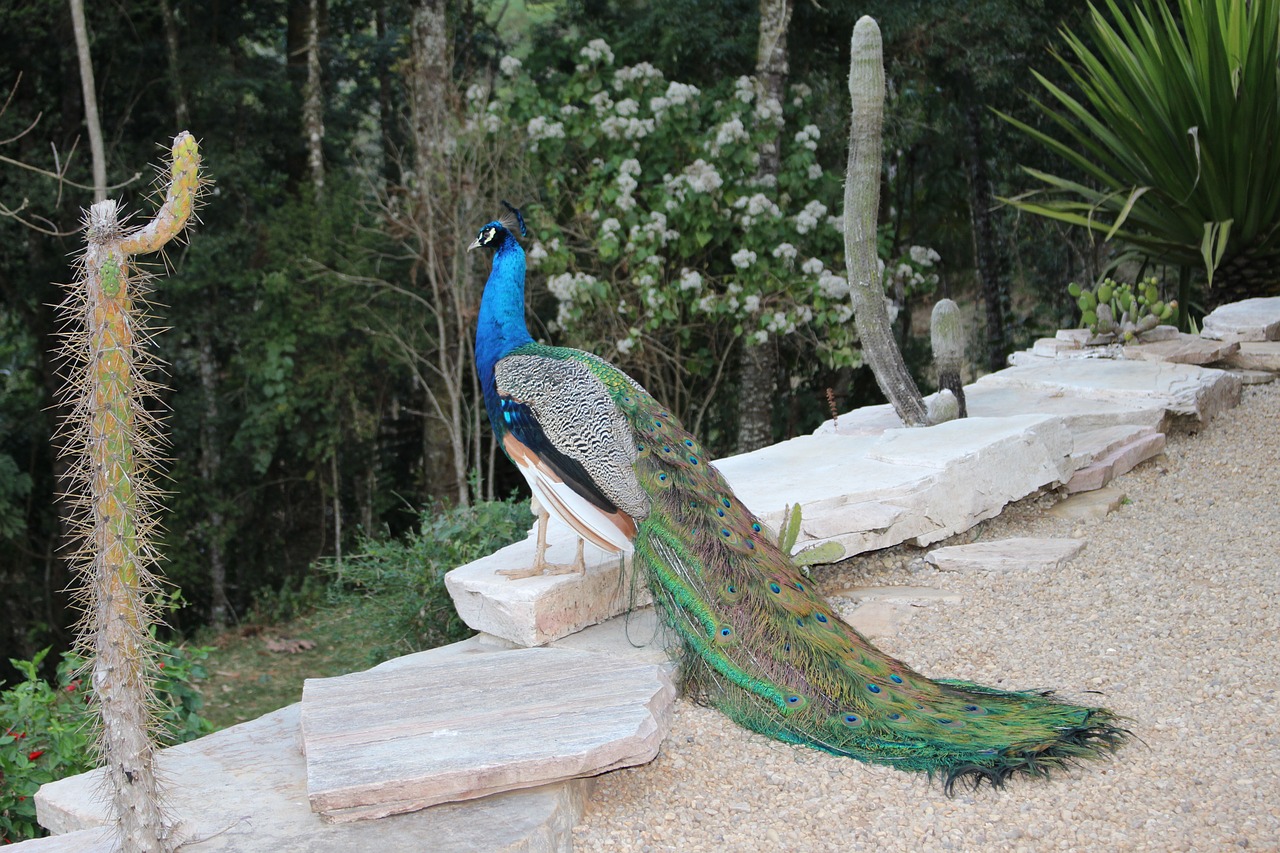 peacock beauty bird free photo