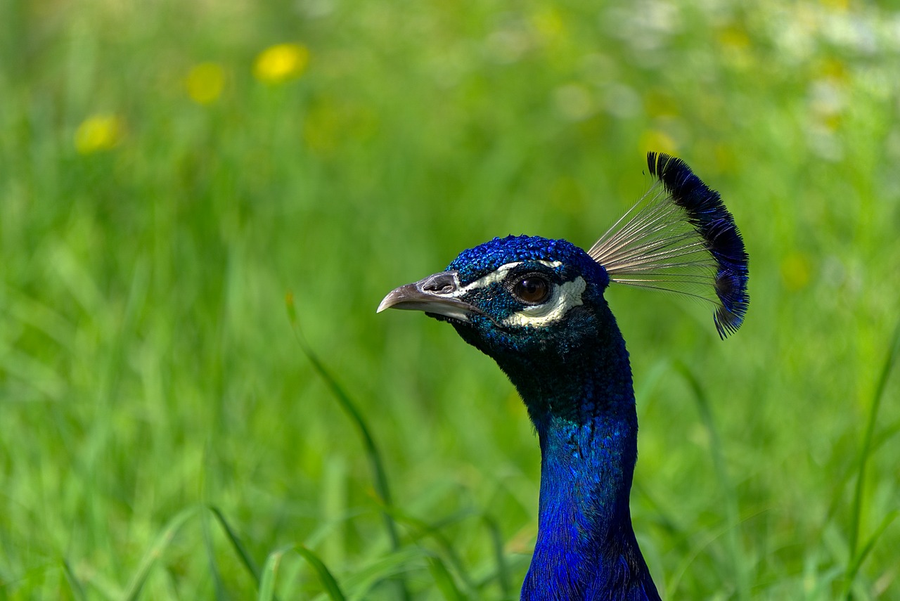 peacock bird bird peacock free photo