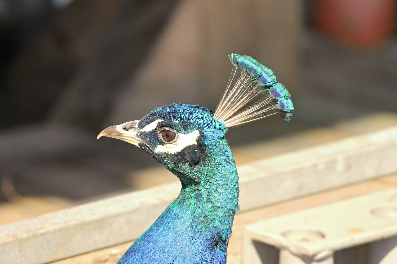 peacock peacock bird pavo cristatus free photo