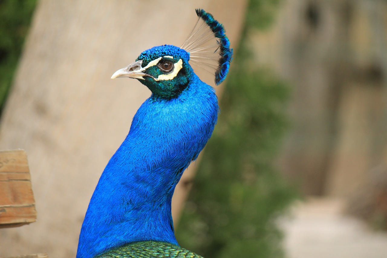 peacock blue beautiful free photo