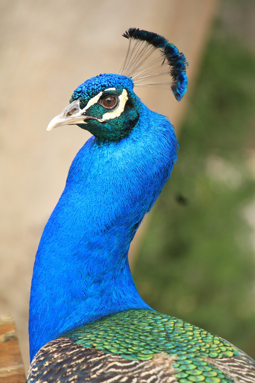 peacock pavo cristatus turkey free photo