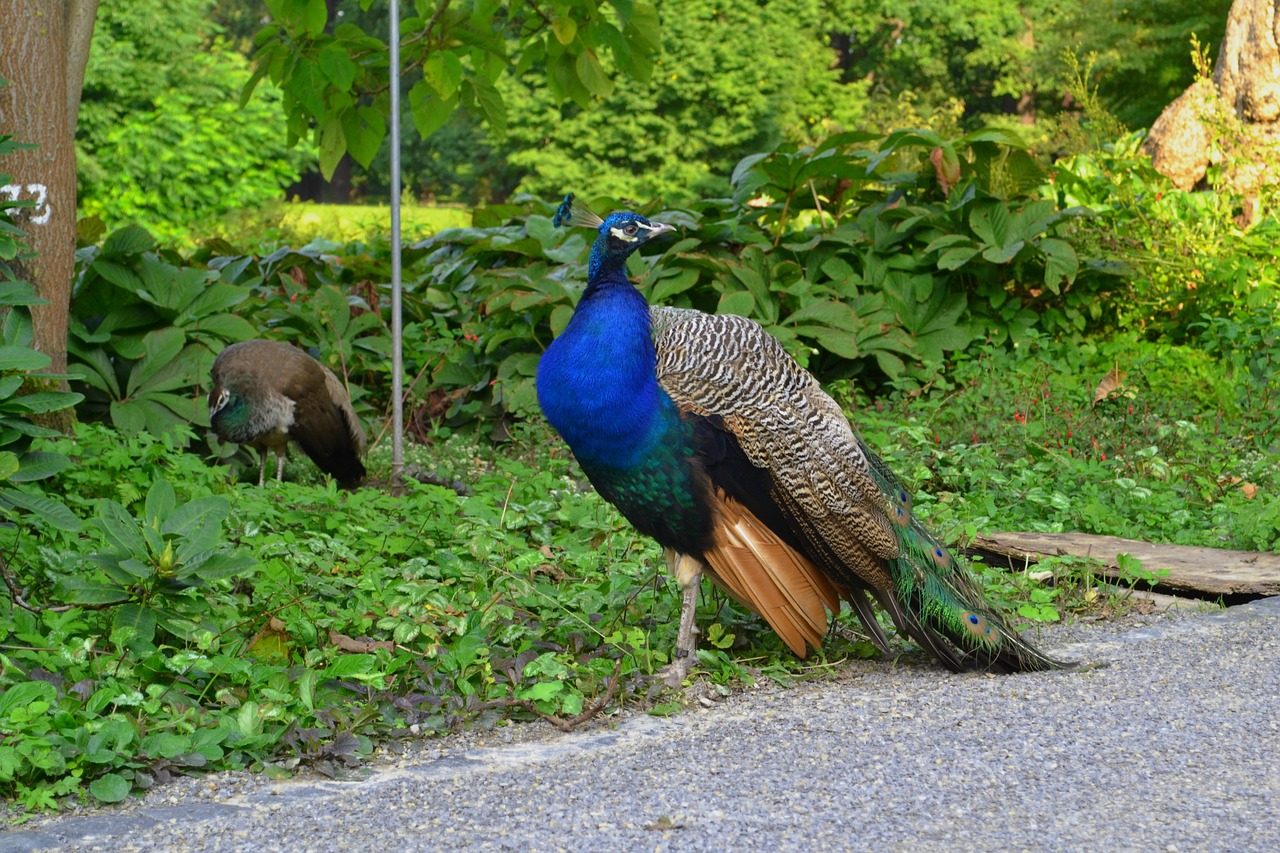 peacock park bird free photo