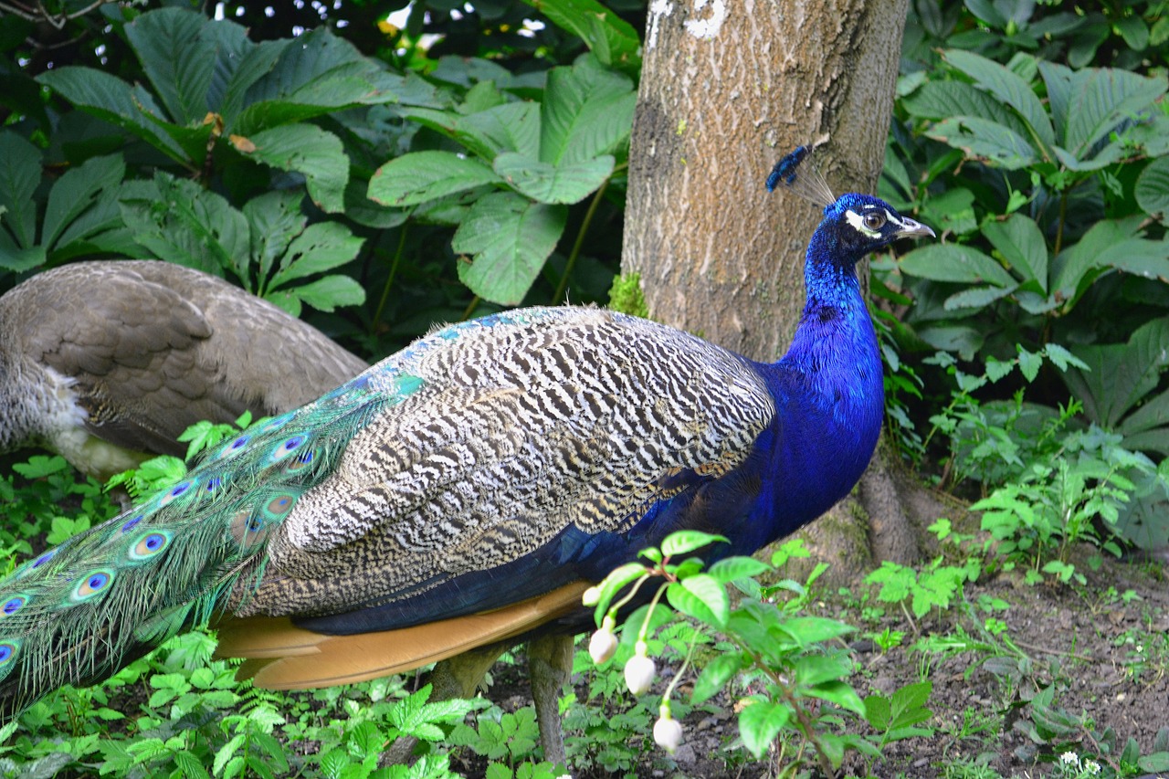 peacock park bird free photo