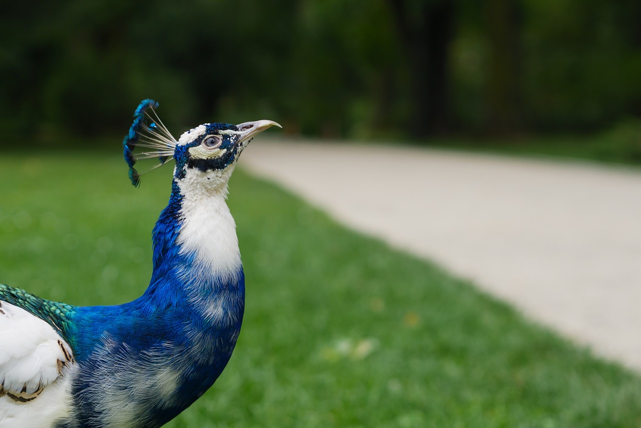 peacock peacocks bird free photo