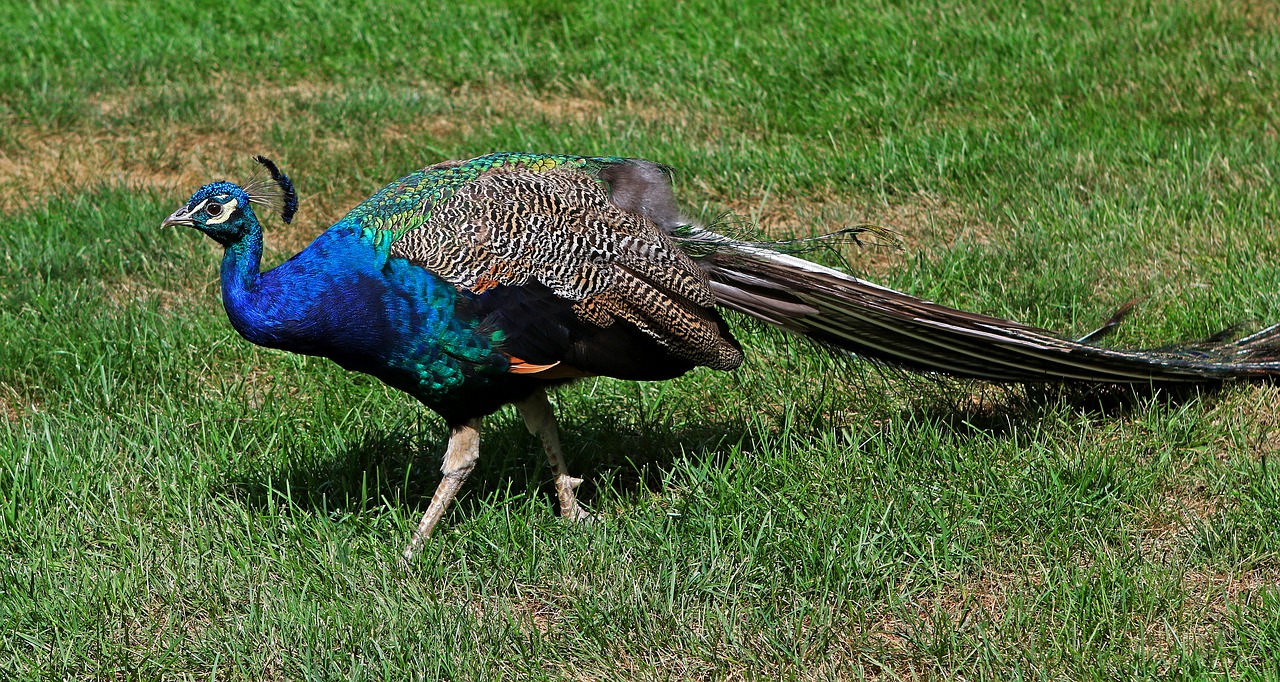 peacock male tail free photo