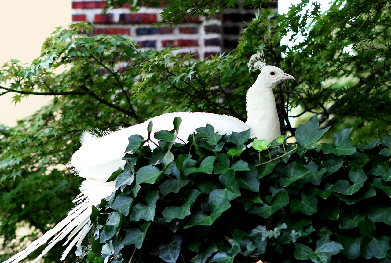 peacock male albino free photo