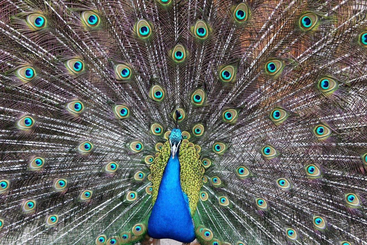 peacock color blue free photo