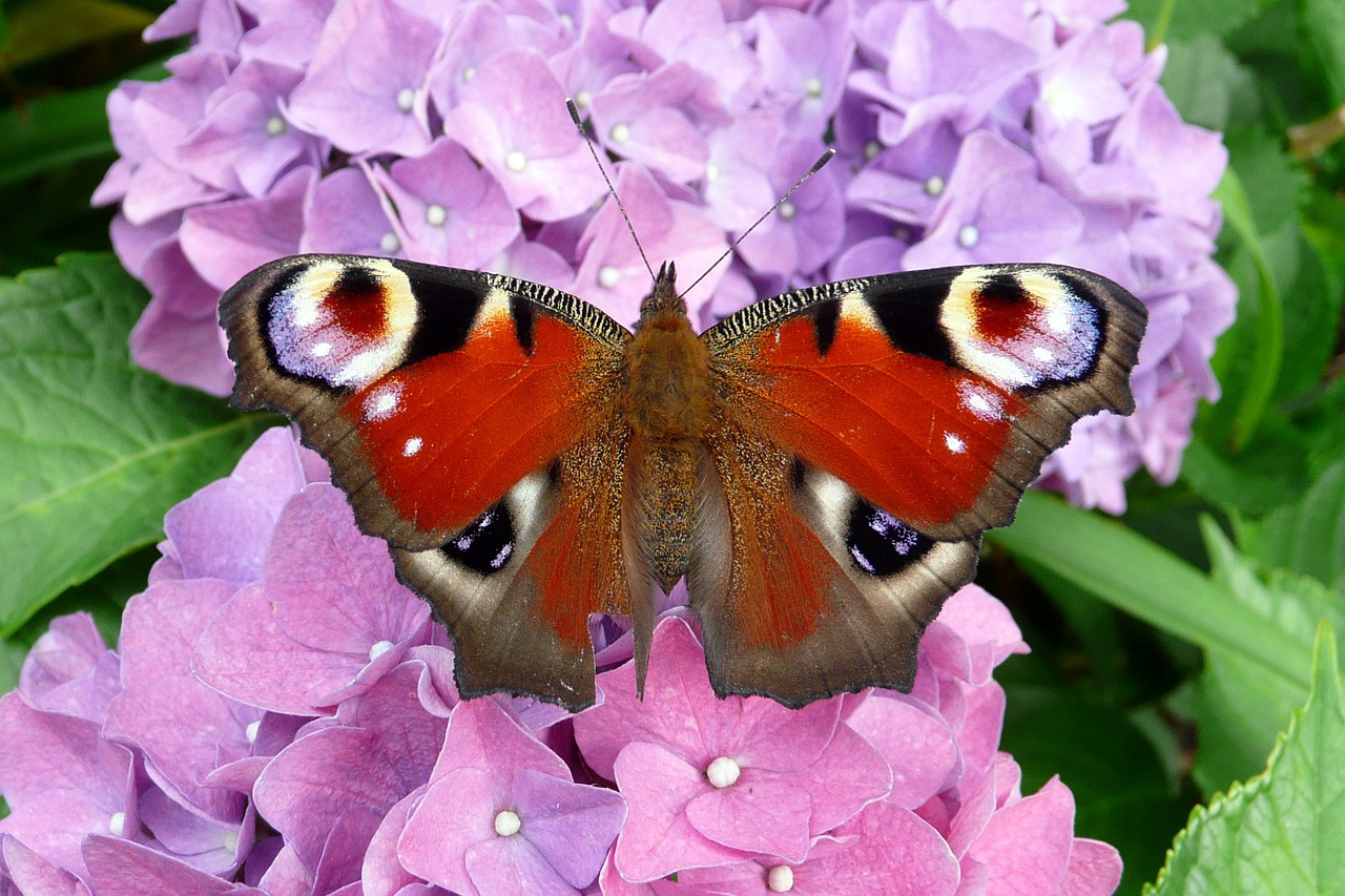 peacock butterfly insect free photo